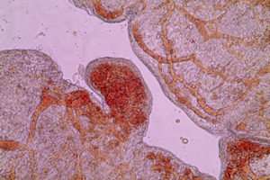 Placenta’s oxygen tanks for early embryos revealed