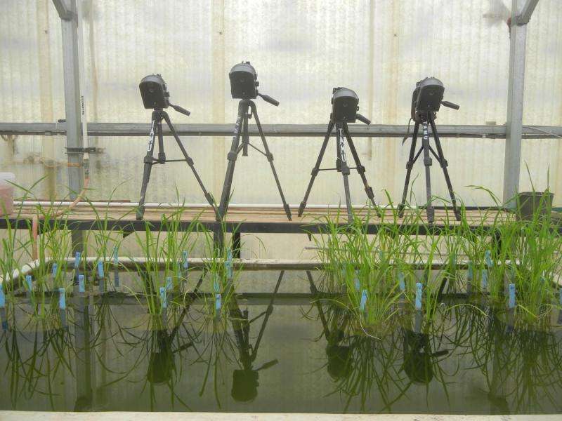 Plant doctors get to the root of plant stress in rice