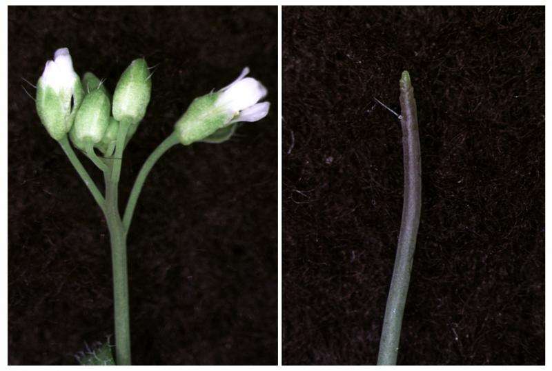 Plant hormone 'switch' unravels chromatin to form flowers, penn biologists find