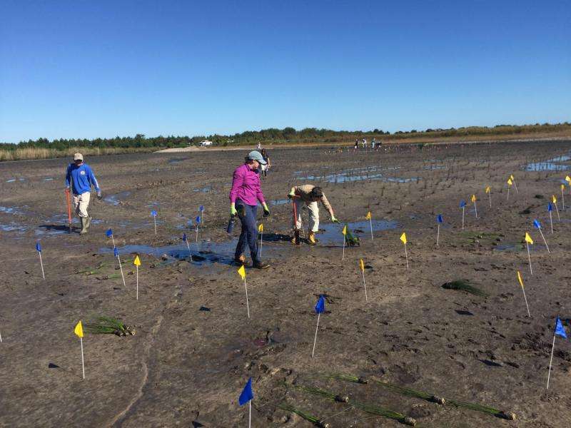 Planting in clumps boosts wetland restoration success