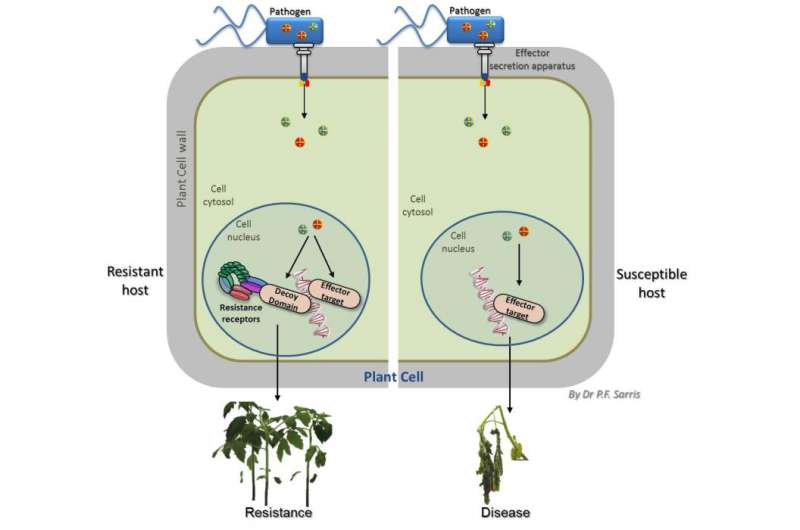 Plant receptors with built-in decoys make pathogens betray themselves