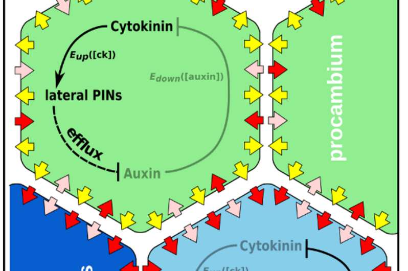 Plant regulatory network simulations reveal a mystery in cytokinin patterning