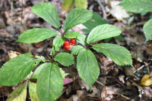Plant scientist works with landowners, law enforcement to protect ginseng