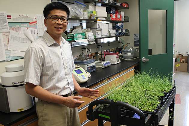 Plant stem cell research may yield bigger, stronger crops