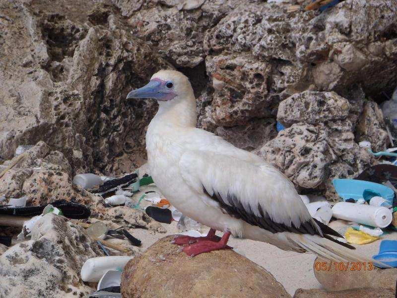Plastic in 99 percent of seabirds by 2050