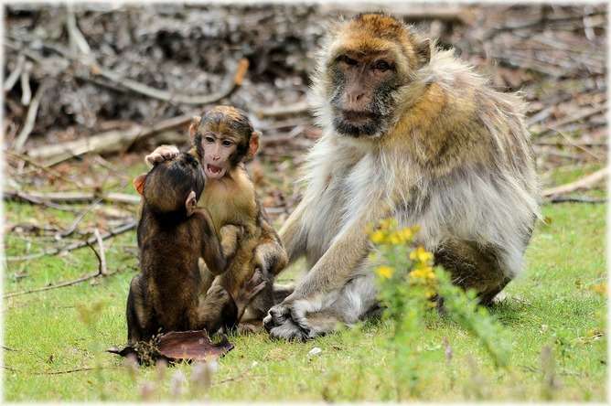 Play linked to sluggish growth in infant monkeys – but should humans worry?