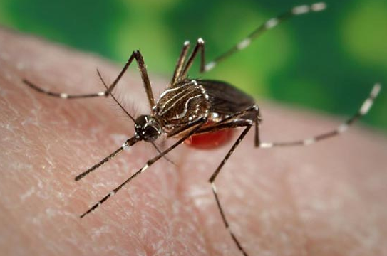 Plotting the elimination of dengue