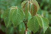 Poison ivy, oak and sumac rashes can be serious