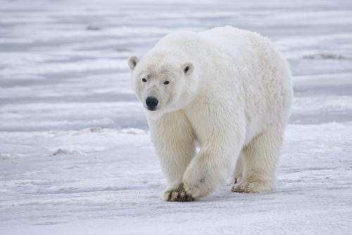 Study shows cold climate animals may suffer as global temperatures rise
