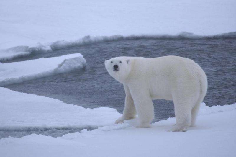 Polar bears experience limited energy savings in summer, new study finds