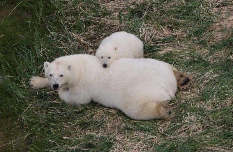 Polar bears may survive ice melt, with or without seals