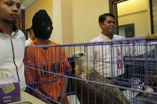 Police display an Indonesian man arrested on suspicion of selling eagles on Facebook in Surabaya city