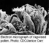 Pollen-derived adenosine key in ragweed-induced allergy