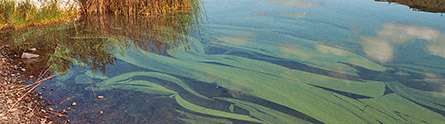Pollution is driving force behind growth of nuisance algal scums, study finds