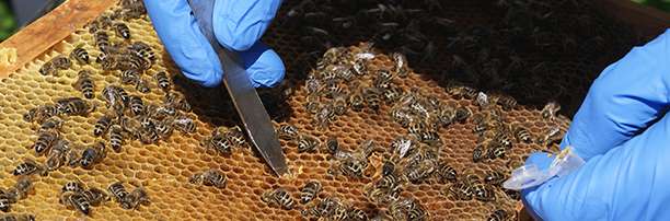 Poor diet may contribute to the decline in British bees