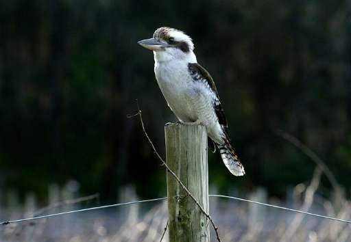 Populations of some of Australia's iconic birds—including the laughing kookaburra (pictured), magpie and willie wagtail—are in d