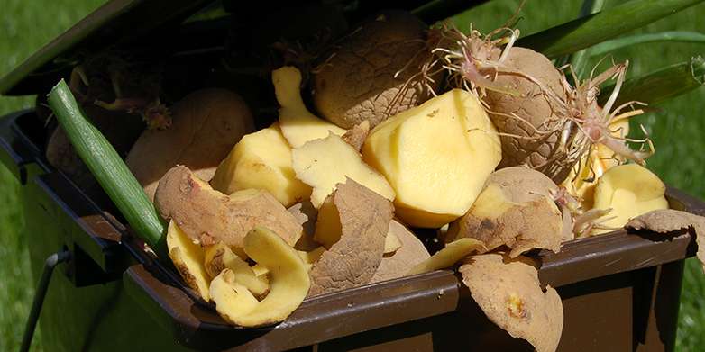 Potato harvest reduced by half