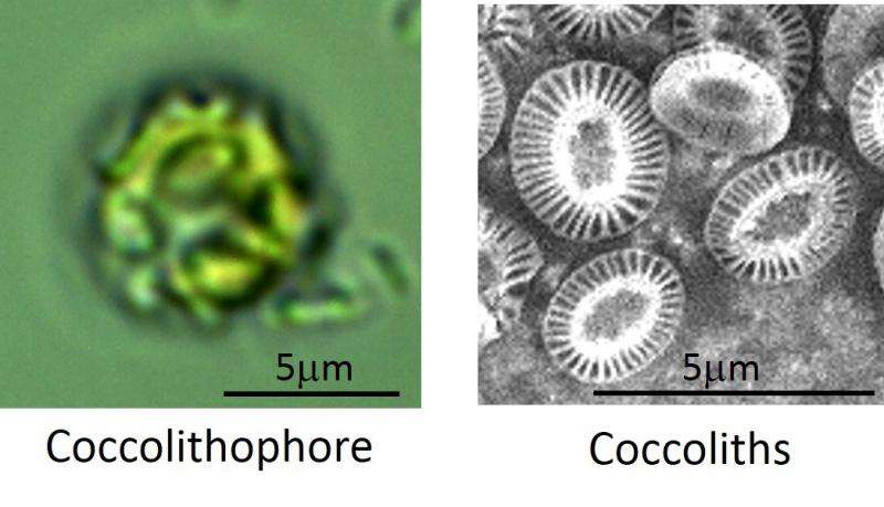 Potential of disk-shaped coccolith structures to promote efficient bioenergy production