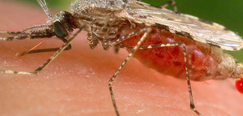 潜在的疫苗旨在阻断疟疾寄生虫的传播