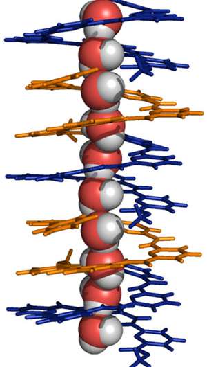 Powered by a proton gradient, a world-first helical molecule transports water across membranes