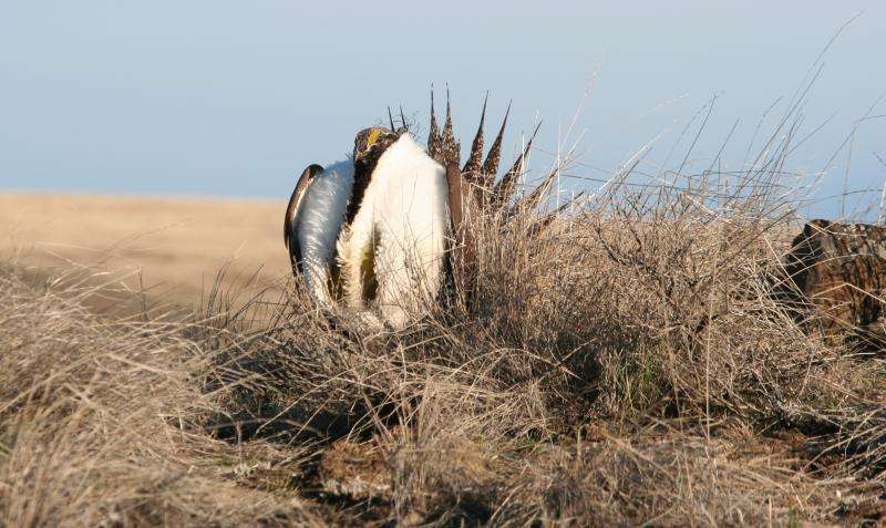 Power lines restrict sage grouse movement in Washington