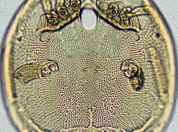 Predator from a tank: New water mite genus from bromeliad phytotelmata