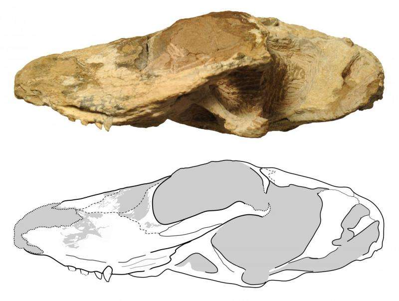 Prehistoric carnivore dubbed 'scarface' discovered in Zambia
