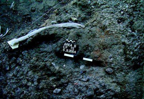 Prehistoric stone tools bear 500,000-year-old animal residue