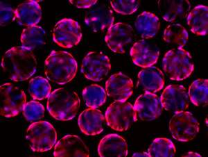 Producing mesenchymal stem cells in large numbers requires careful tuning of the growth media