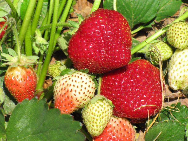 Producing strawberries in high-pH soil at high elevations
