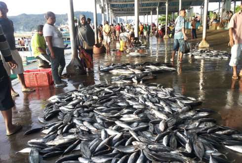 Projects for sustainable fishing not effective enough