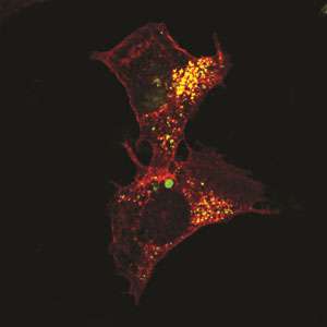 Protein induces self-destruction in cancer cells