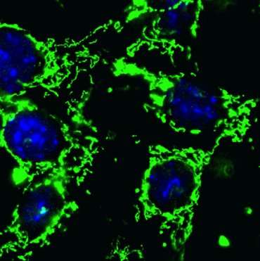 Protein may be key to cancer’s deadly resurgences