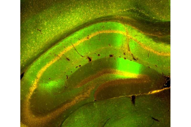 Protein repairs nerve cell damage