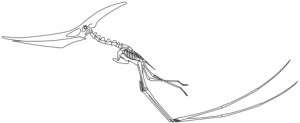 Pteranodon osteohistology! Or, bizarrely bacon-esque pteranodon bones..