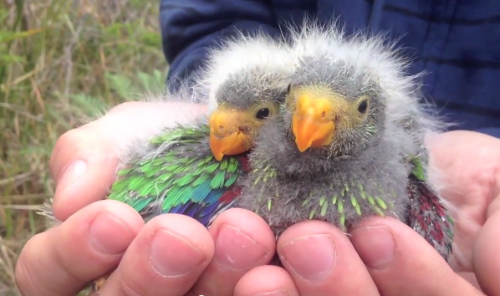 Public help needed to save Tasmanian populations of the swift parrot