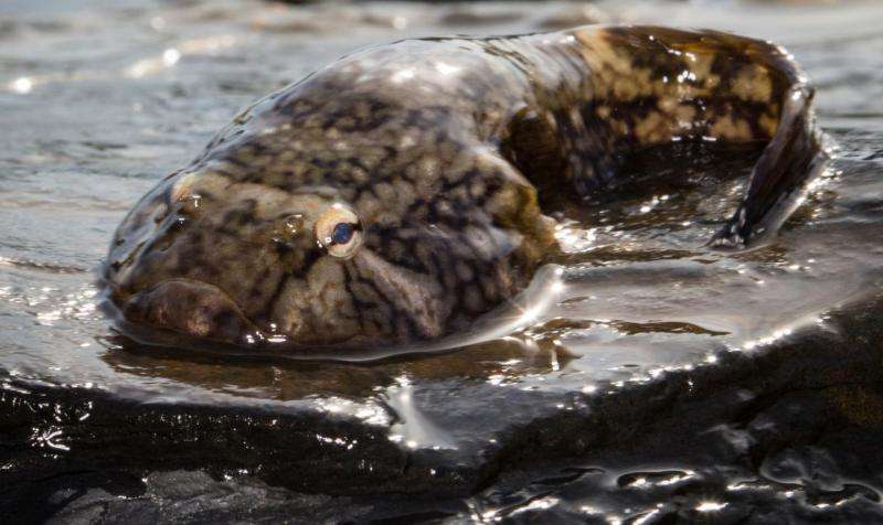 Puget Sound's clingfish could inspire better medical devices, whale tags
