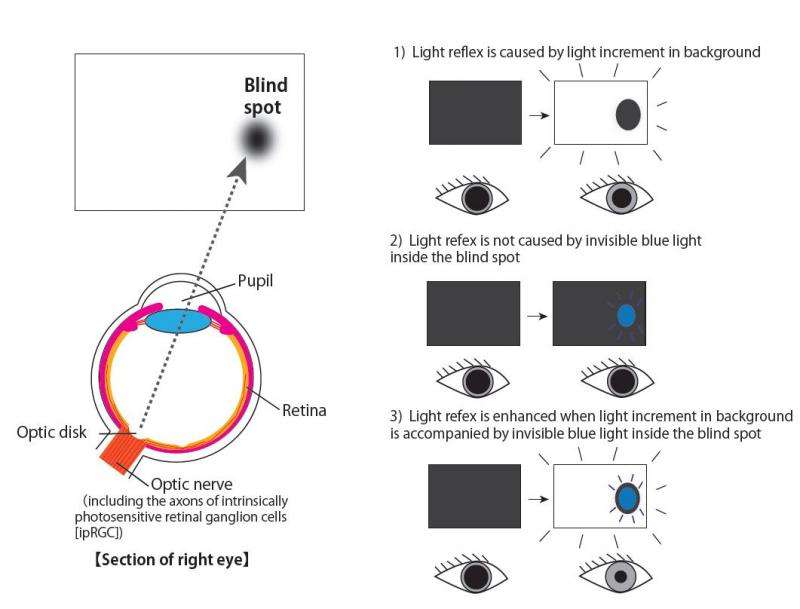 Pupillary reflex enhanced by light inside blind spot