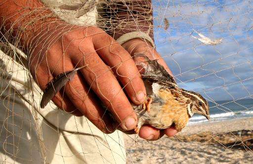 Quail and other birds are traditionally shot and killed qas they migrate through Malta