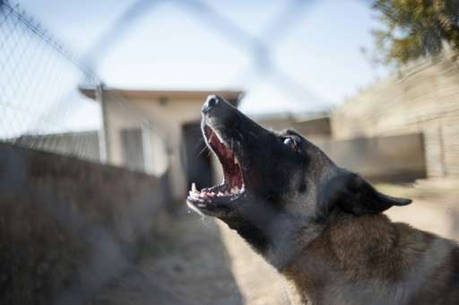 &quot;Killer&quot; - South Africa's most successful poacher-catching canine - barks in his cage in the Kruger National Park on J