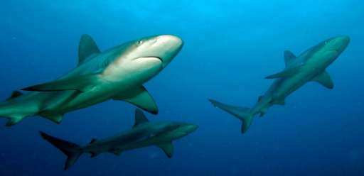 &quot;Tiburones: Sharks of Cuba&quot; marks the first time that TV cameras have recorded American and Cuban scientists working s