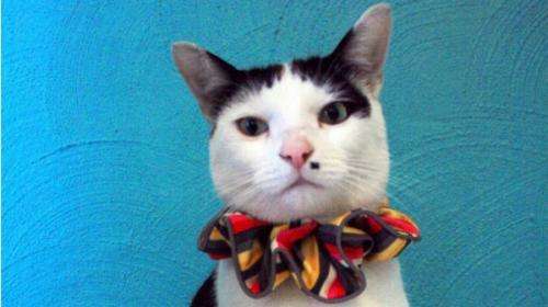 Rainbow cat collars may save birds