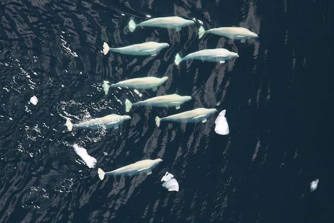 Rapid Arctic warming drives shifts in marine mammals, new research shows