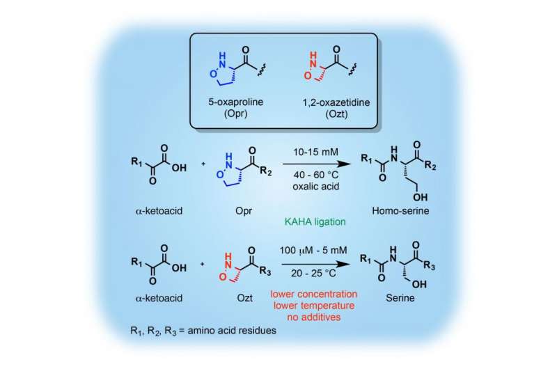 Rapid chemical synthesis of proteins by a new amino acid partner
