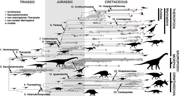 Rapid evolution of body size enhanced dinosaur and bird survival