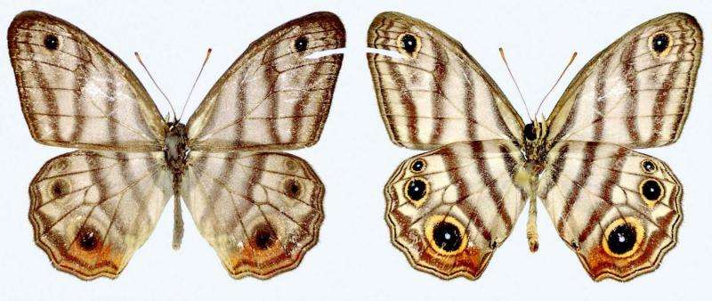 Rare Amazonian butterfly named after British national treasure Sir David Attenborough
