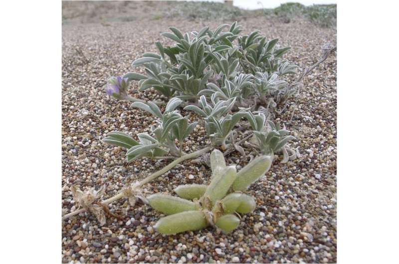 Rare dune plants thrive on disturbance