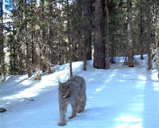 Rare photos of Colorado lynx captured by automated cameras