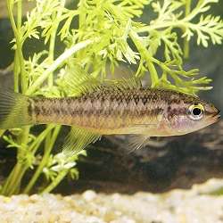 Rare south-west fish suffers further decline