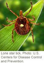 Rare virus discovered in common tick